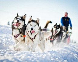 Приключение с хаски